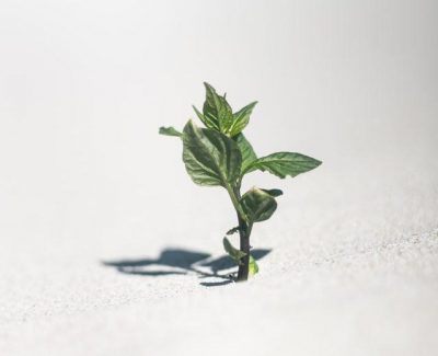 zdjęcie małej rośliny